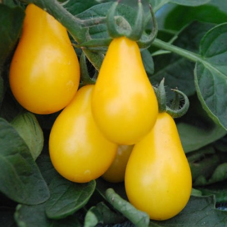 Yellow Pear Tomato