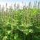 Tulsi - Holy Basil
