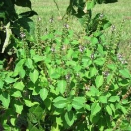 Tulsi - Holy Basil