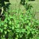 Tulsi - Holy Basil