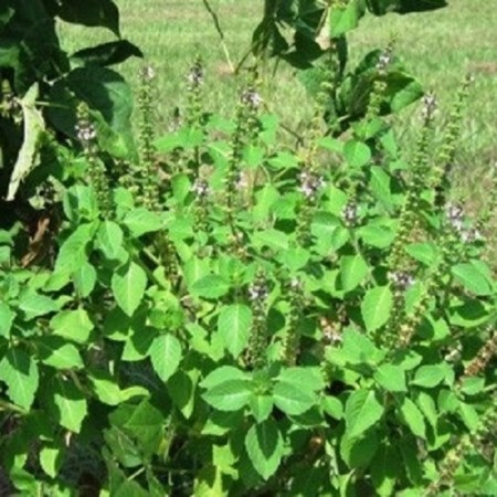 Tulsi - Holy Basil