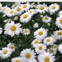 Chamomile Seeds - Matricaria recutita