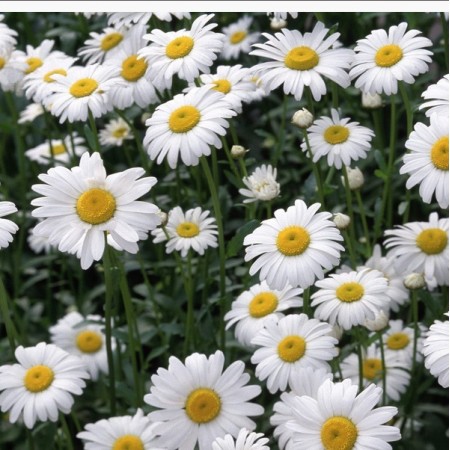Chamomile Seeds - Matricaria recutita