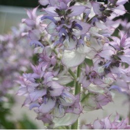 Clary Sage