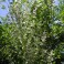 Clary Sage