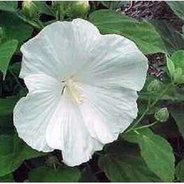 'Blue River II' Hibiscus