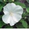 'Blue River II' Hibiscus