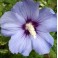 Rose of Sharon - Hibiscus Syriacus - mixed color