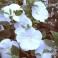 'Blue River II' Hibiscus