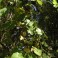 Wild California Grape Seeds - Vitis Californica