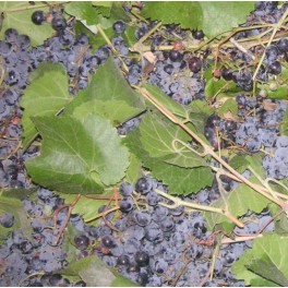 Wild California Grape Seeds - Vitis Californica