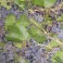 Wild California Grape Seeds - Vitis Californica