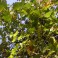 Wild California Grape Seeds - Vitis Californica