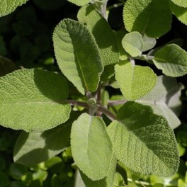 Sage