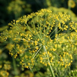 Dill: Bouquet