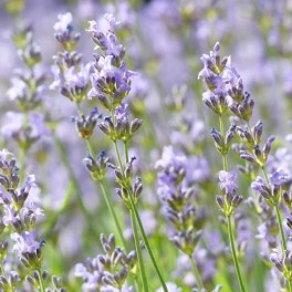 Lavender:  Vera