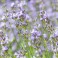 Lavender:  Vera