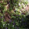 Sweet Violets - Viola Odorata