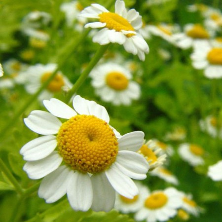 Roman Chamomile