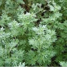 Wormwood