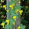 Canary Creeper Vine