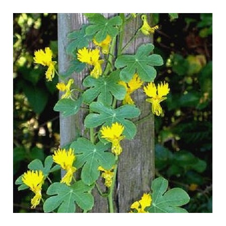 Canary Creeper Vine
