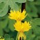 Canary Creeper Vine