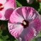 Luna Pink Swirl Hibiscus