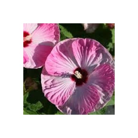 Luna Pink Swirl Hibiscus