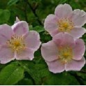 Wild Rose Seed