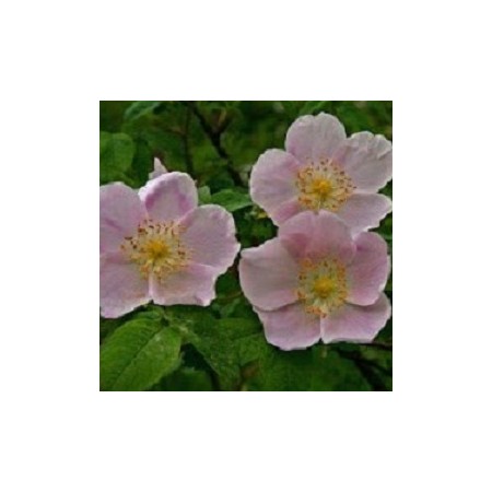 Wild Rose Seed