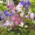 Mix Columbine seeds
