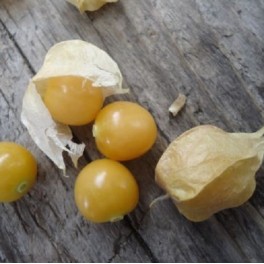 Ground Cherry 20 seeds