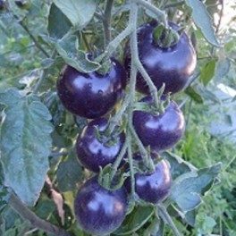 HEIRLOOM TOMATO SEEDS Patriotic Pack 6 Different varieties 