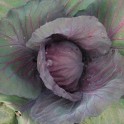 Red Acre Red Cabbage Seeds