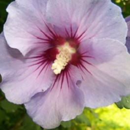 Rose of sharon - 'Minerva' Hibiscus