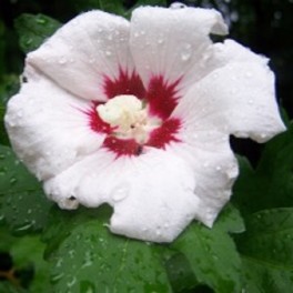 Rose of sharon - 'Helene' Hibiscus