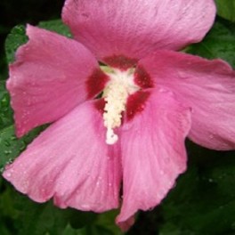 Rose of sharon - 'Deep Rose' Hibiscus