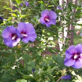 Rose of sharon - 'Blue Sky' Hibiscus
