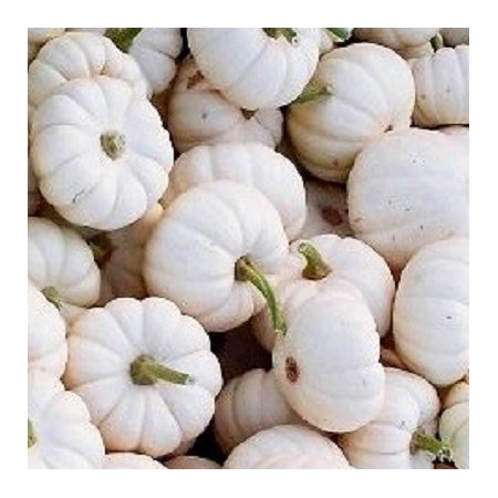 BABY BOO PUMPKIN 