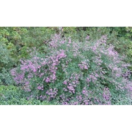 LESPEDEZA Thunbergii Gibraltar