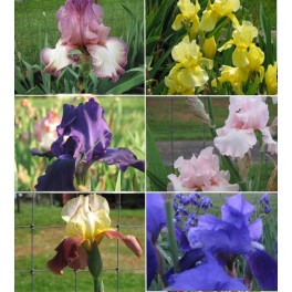 6 Fresh Tall Bearded Iris Rhizomes- Group B
