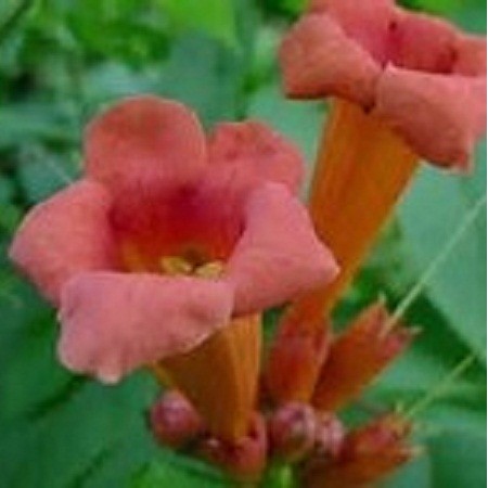 TRUMPET VINE / Trumpet Creeper