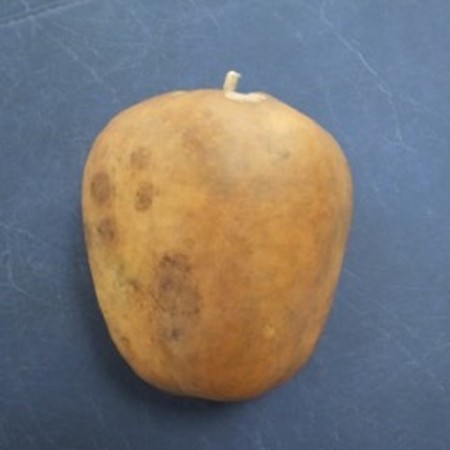 APPLE GOURD  