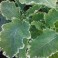 VP05X3. Kosmic Kale Cuttings X 3 - Perennial Vegetable 