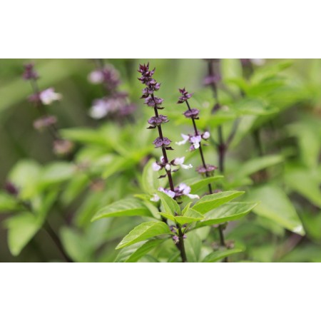 Thai Basil