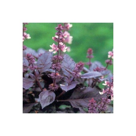 Dark Opal Basil