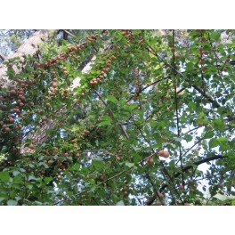 Pink Cherry Plum