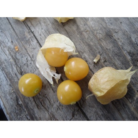 Ground Cherry 20 seeds *Heirloom*