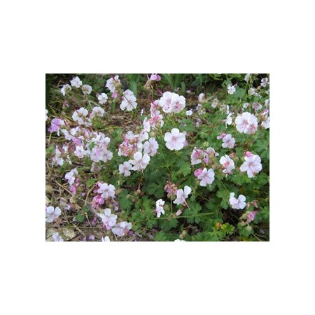 BIOKOVO GERANIUM - 1 well rooted plant